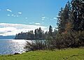 Shoreline covered in a mix of grass, trees, and shrubs