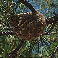 Vireo plumbeus nest
