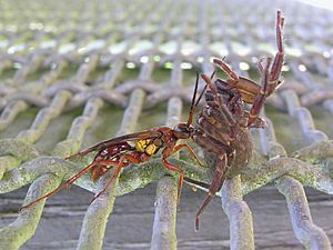 Wasp and spider 03.jpg