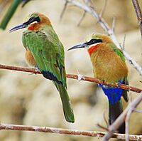 White-fronted bee-eater zoo