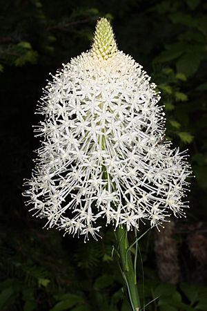 Xerophyllum tenax 1111