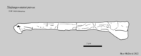 Xinjiangovenator parvus.png