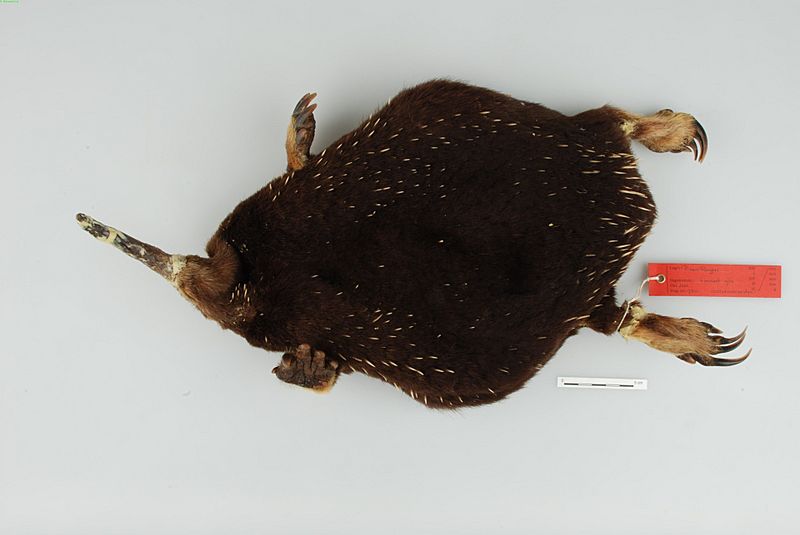 Zaglossus attenboroughi Flannery