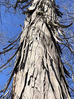 2021-03-03 10 34 58 Shagbark Hickory trunk within the woodlands along the West Branch Shabakunk Creek in Ewing Township, Mercer County, New Jersey.jpg