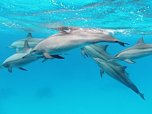 A pod of spinner dolphins in the Red Sea