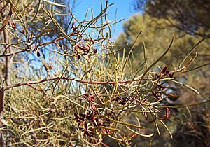 Acacia calcicola foliage and fruit