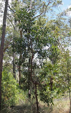 Acacia falciformis.jpg