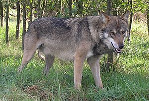 Alba-European-Wolf
