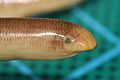 Anilios bituberculatus Currawinya NP 4
