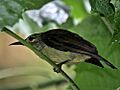 Anthreptes malacensis heliocalus, female