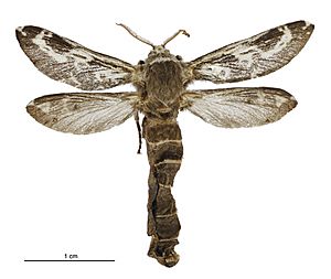 Aoraia senex female.jpg