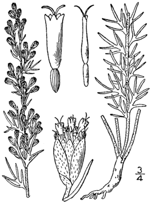 Artemisia carruthii BB-1913.png