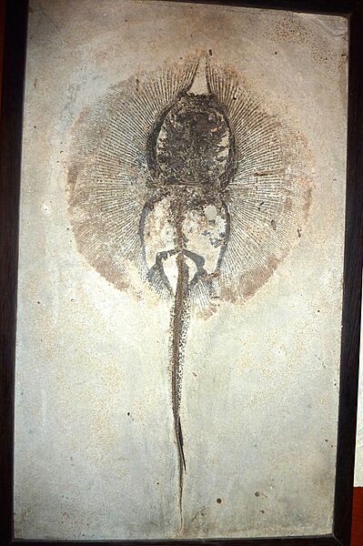 Asterotrygon maloneyi Fossil Shack coll
