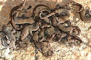 Baby Canterbury geckos.jpg