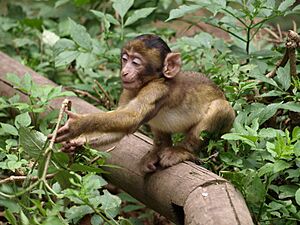 Baby monkey at Montagne Des Singes, Alsace