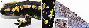 Batrachochytrium salamandrivorans, clinical signs and pathology