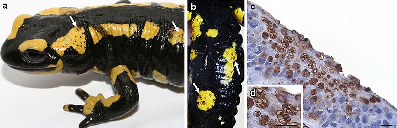 Batrachochytrium salamandrivorans, clinical signs and pathology