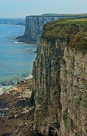 Bempton Cliffs RSPB nature reserve.jpg