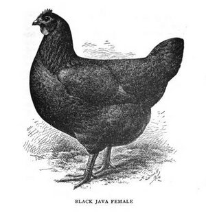 BlackJava female, 1905.png