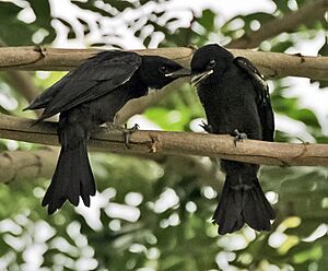 Black Drongo (Dicrurus macrocercus)- Juveniles at Kolkata I IMG 7822