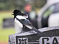 Black billed magpie -back