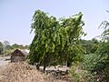 Blackwood Tree (4656262165)