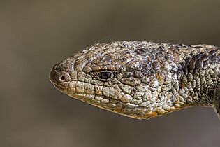 Blotched blue-tongued lizard (Tiliqua nigrolutea) head Ben Lomond