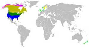 Branta canadensis map.png