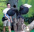 Brookfield Zoo - Bucorvus (18047685300)