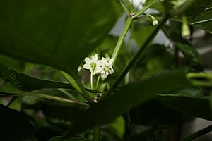 Capsicum chinense flower close-up