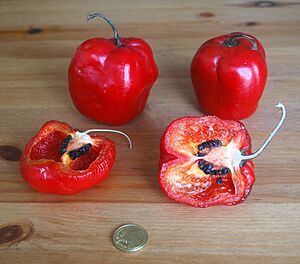 Capsicum pubescens (Rocoto)
