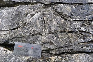 Carboniferous Coral - geograph.org.uk - 2140306