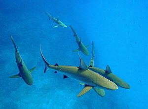 Carcharhinus amblyrhynchos kure atoll