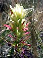 Castilleja neglecta