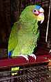Charlie White-fronted Amazon Parrot Redvers