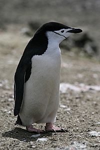 Chinstrap Penguin.jpg