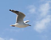 Adult gull in flight