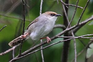 Chubb's Cisticola