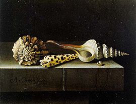 Coorte, Adriaen - Still Life with Shells - 1697