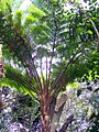 Cyathea RGBS