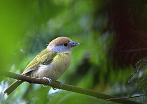 Cyclarhis gujanensis