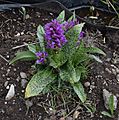 Dactylorhiza incarnata in Jardin Botanique de l'Aubrac 01