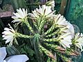 Echinopsis pachanoi in bloom top view