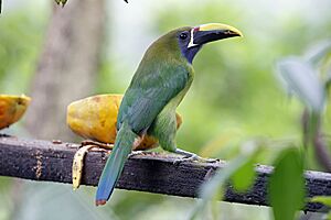 Emerald Toucanet, Costa Rica