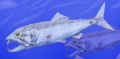 Enchodus petrosus cropped