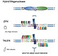 Engineered Nucleases
