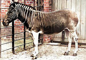 Equus quagga quagga, coloured
