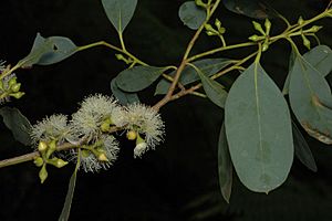 Eucalyptus camphora subsp. camphora flowers.jpg