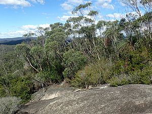 Eucalyptus codonocarpa habit.jpg