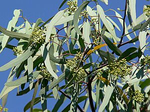 Eucalyptus microtheca 1